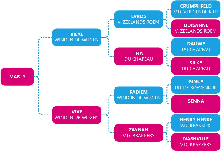 Een geschoond overzicht van het stamboom. Deze is ook te vinden in de databank van Raad van Beheer. Daar kun je dieper inzoomen op de verschillende ouderdieren.